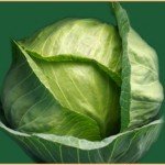 Head of Green Cabbage